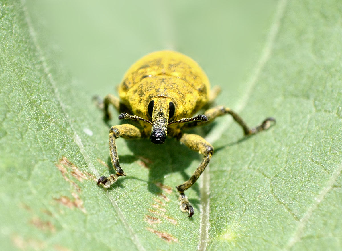 Larinus scolymi